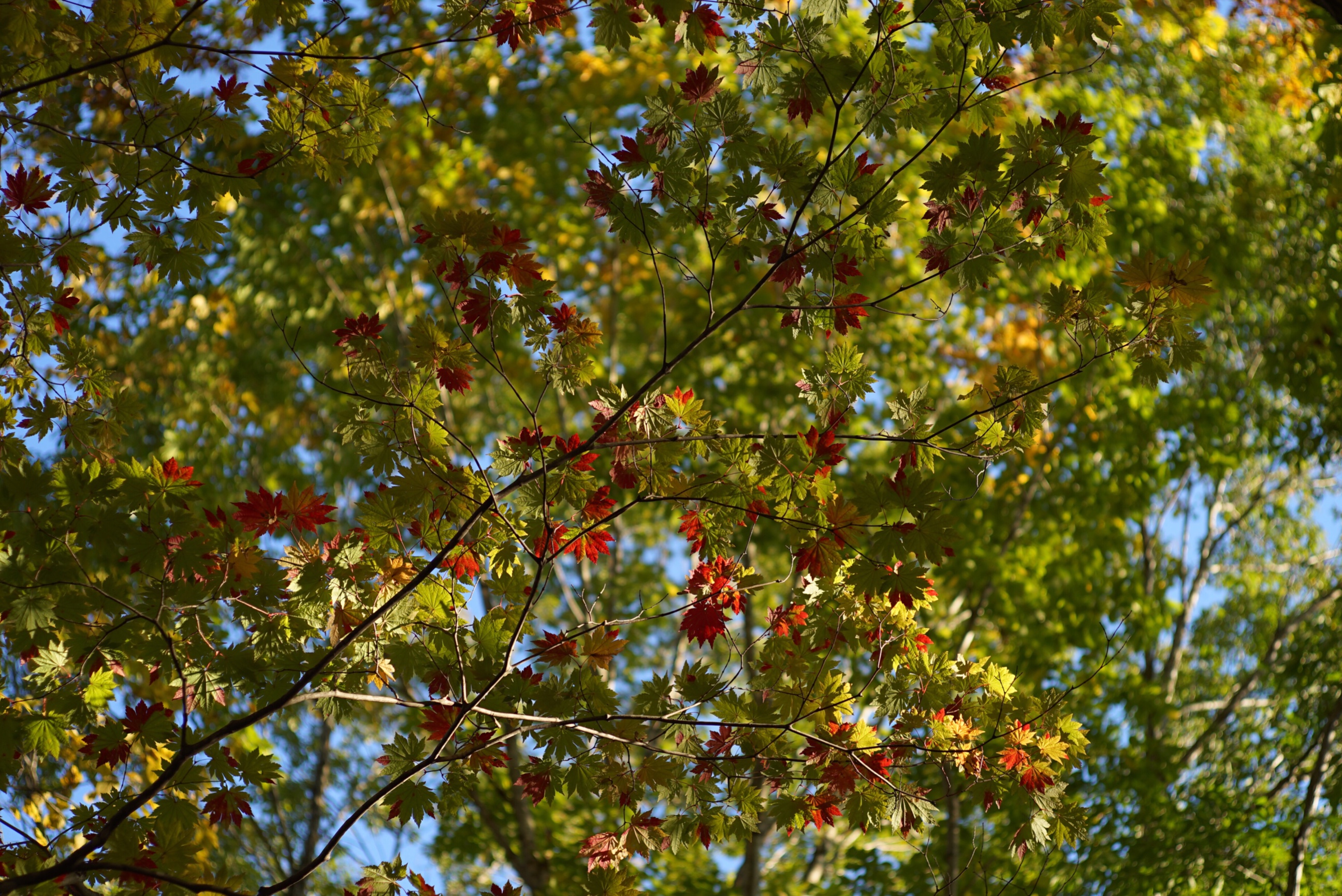 2016年10月中旬　滝の上公園　紅葉